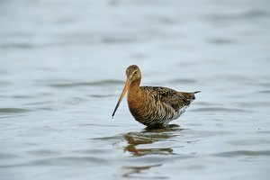 Uferschnepfe bis zum Bauch im Wasser