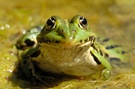 Froschperspektive