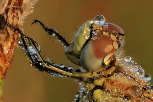 Heidelibelle-Porträt