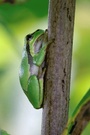 Laubfrosch - Hyla arborea
