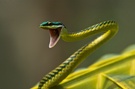 Leptophis mexicana II