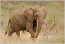 Afrikanischer Elefant (Loxodonta africana)