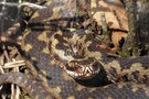 Die Reptilien-Saison 2014 ist eröffnet.