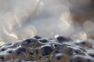 Laichballen vom Moorfrosch