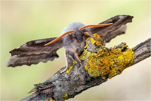 ~Pappelschwärmer~