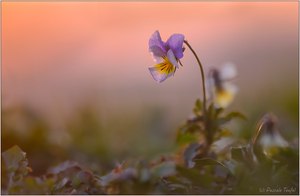 Es will Abend werden