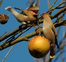 Aktion bei den....ND