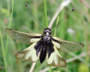 Schmetterlingshaft ND