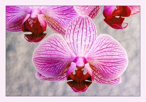 Orchidee