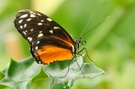 Tiger-Passionsfalter (ZO)