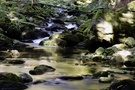 Ausschnitt aus dem Verlauf eines Wildbaches