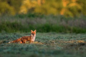 ~ Auf der Fuchswiese ~