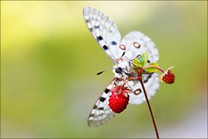 Roter Apollo an roter Erdbeere