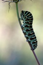 eine raupe des schwalbenschwanzes