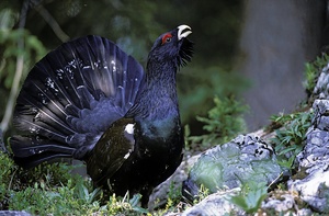 Balzender Auerhahn (Tetrao urogallus) / Capercaillie
