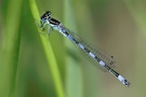 Helm-Azurjungfer (Coenagrion mercuriale)...