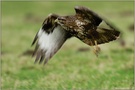 Kraftvoll... Mäusebussard *Buteo buteo*