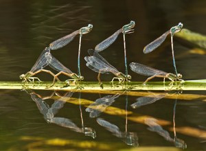 Eine hat keinen Mann mehr...