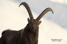 Steinbockportrait