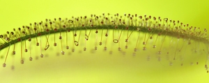Drosera anglica