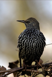 Da stehen einem die Federn zu Berge!!