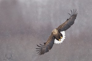 White-tailed eagle