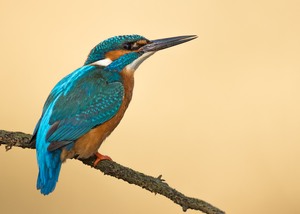 Mein erster Eisvogel