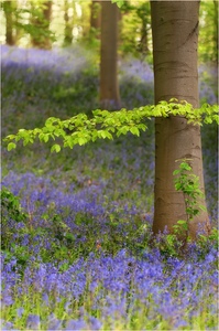 kleines Wäldchen....