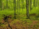 Große grüne Wolken aus Buchenjungwuchs..