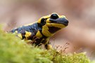 Feuersalamander-Portrait