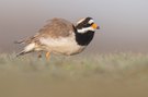 Sandregenpfeifer