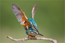 Sie haben es getan ....