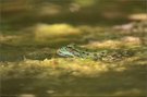 kleiner Wasser-Seefrosch II