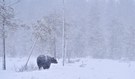 Bär im Schneesturm