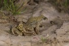 Geburtshelferkröten