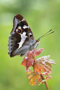 In der Abenddämmerung