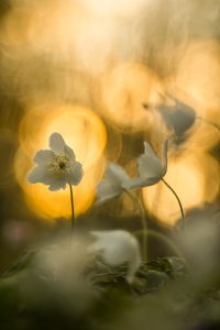 Wenn das so weitergeht,