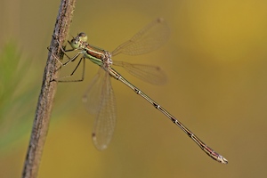 Südliche Binsenjungfer