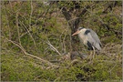 in der Brutkolonie... Graureiher *Ardea cinerea*