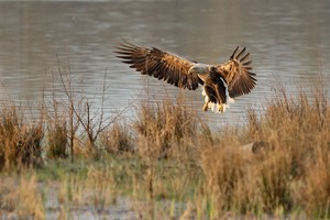 Seeadler im Flug