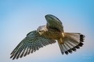 Turmfalke im Rüttelflug