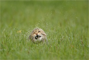 Nass wie ne Katze ....!