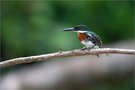 Green Kingfisher
