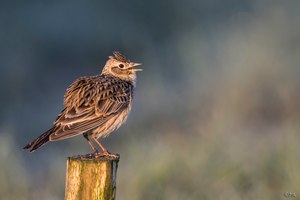 Wiederholungstäter ?????