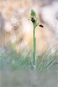 Spinnen-Ragwurz (Ophrys sphegodes)