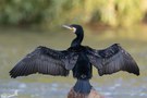 Kormoran