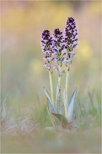 Die 3 Großen von der Orchideenwiese