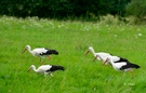 Störche bei der Futtersuche