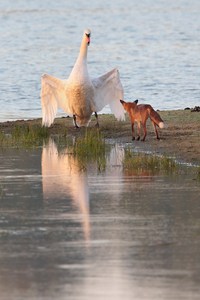 Keinen Schritt weiter
