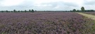 Blühende Heide soweit das Auge reicht.